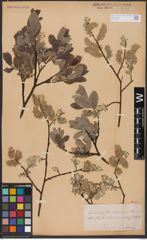 Foto von Salix aurita L. x Salix lapponum L.